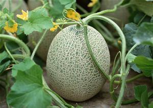 小孙子吃哈密瓜好吗视频,甜蜜滋味尽收眼底