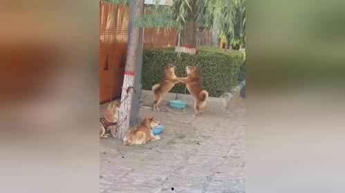 两个狗吵架吃瓜视频,一场吃瓜群众的欢乐盛宴