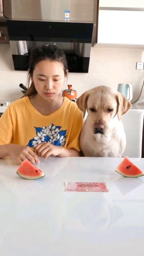 大型吃瓜比赛视频,一场视觉与味蕾的双重盛宴