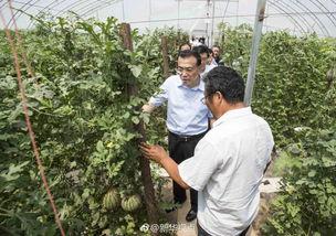 陕西杨凌吃瓜事件视频,一场网络热议的乡村奇观