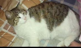 三猫吃瓜群众视频大全,趣味横生的日常瞬间大盘点