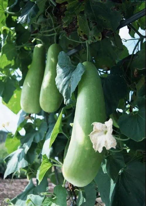 蒲瓜可以喂鸡吃吗视频讲解,营养丰富的天然饲料探索