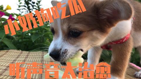 张嘴吃瓜小狗视频播放,小狗张嘴表情逗趣引网友爆笑