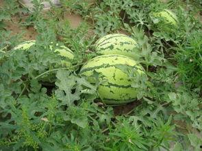 第九集安欣吃瓜视频,揭秘娱乐圈幕后真相