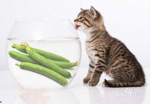 小猫视频吃瓜比赛,小猫吃瓜大赛欢乐上演