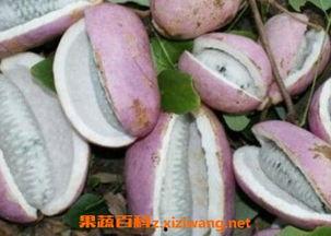 湘西吃八月瓜好吃吗视频,美味诱惑，舌尖上的自然馈赠