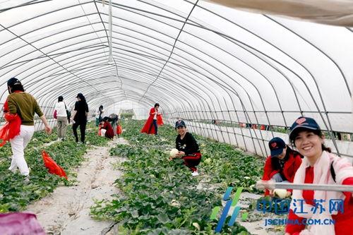 兴化吃瓜视频,揭秘当地特色美食与风土人情