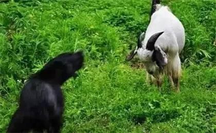 三只羊吃瓜视频在哪儿看,观看指南及平台推荐