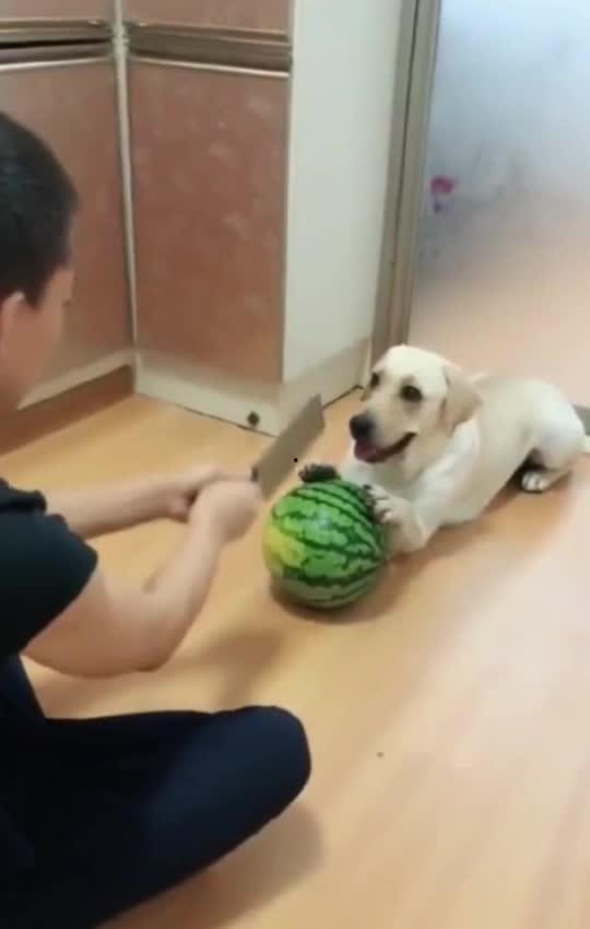 吃瓜群众被吓的视频大全,吃瓜群众被吓视频大盘点