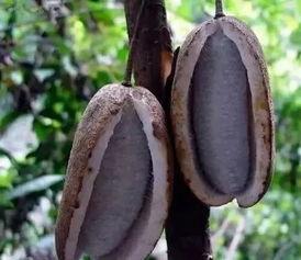 八月瓜吃货视频大全集免费观看,免费观看视频大全集，尽享美味时光