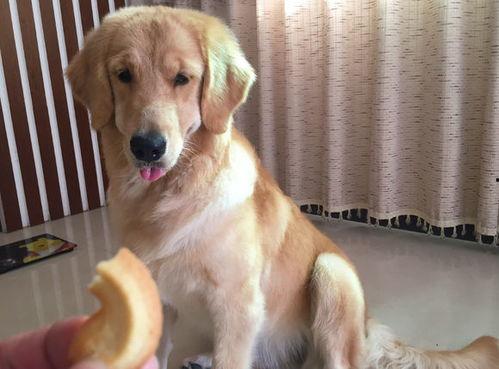 金毛阿妹吃瓜视频大全,萌宠欢乐时光大盘点